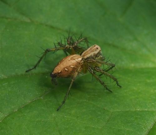 Réf. 259 872 : Oxyopes sp.
